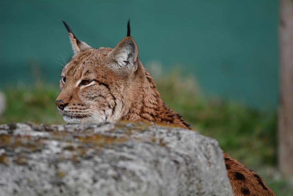 Parc zoologique